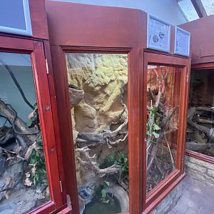 Reptile House - Royal python exhibit 011125