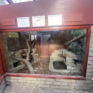 Reptile House - Carpet python exhibit 011125