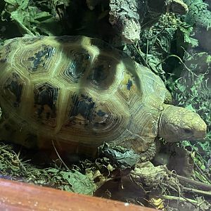 Elongated tortoise 011125