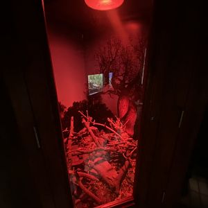 Nocturnal House - Greater hedgehog tenrec exhibit 011125