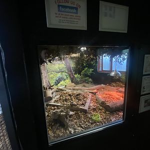 Nocturnal House - Six-banded armadillo exhibit 011125