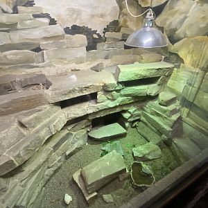 Nocturnal House - Pancake tortoise exhibit 011125