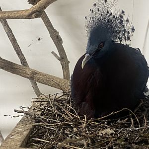 Victoria crowned pigeon 011125