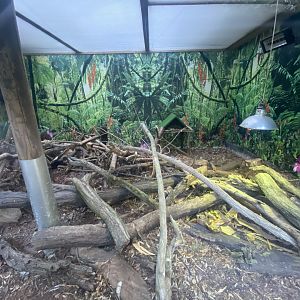 Eastern quoll exhibit 011125