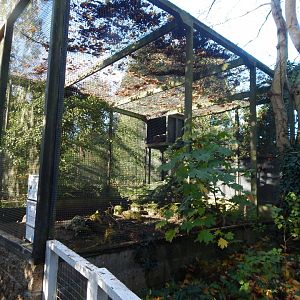 Temminck's tragopan aviary 011125