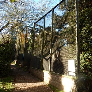 Turkestan eagle owl aviary 011125
