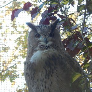 Turkestan eagle owl 011125