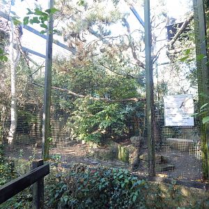Striated caracara aviary 011125