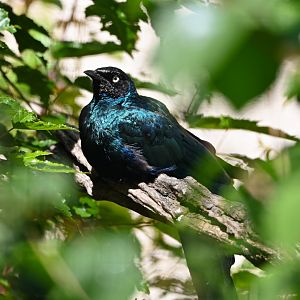Long-tailed glossy starling