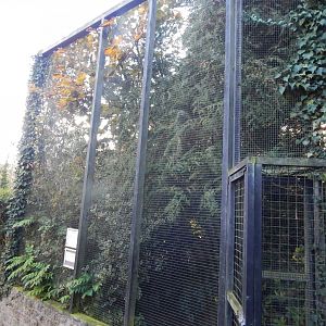 European turtle dove aviary 011125