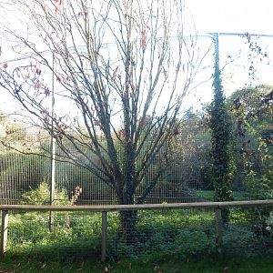 Siberian tiger enclosure 011125