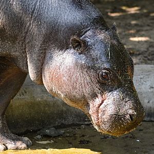 Pygmy hippo