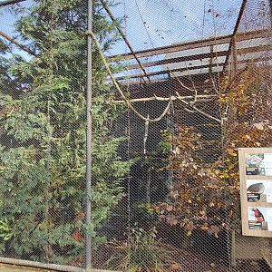 Silvery-cheeked hornbill aviary