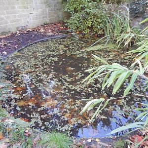 European pond turtle exhibit 011125