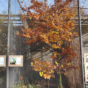 Schalow's turaco aviary