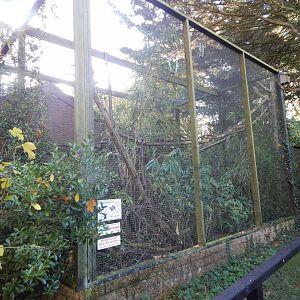 Red ruffed lemur enclosure 011125