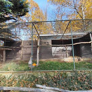 Red-legged seriema aviary