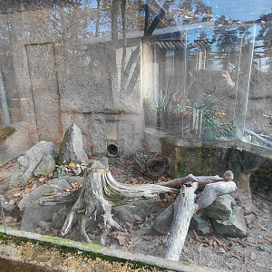 Dwarf mongoose exhibit