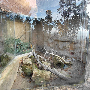 Yellow mongoose outdoor exhibit