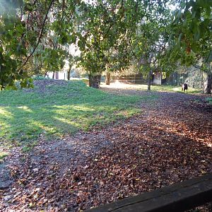 South American tapir enclosure 011125