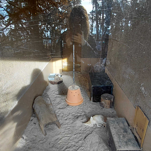 Fennec fox indoor exhibit