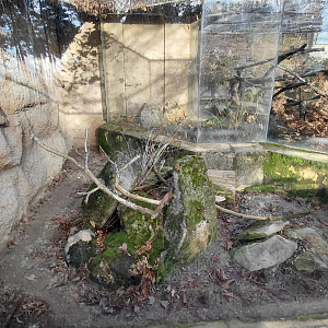 Fennec fox outdoor exhibit