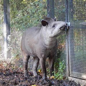 South American tapir 011125