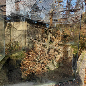 Siberian weasel exhibit