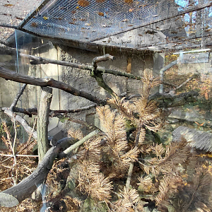 Siberian weasel exhibit