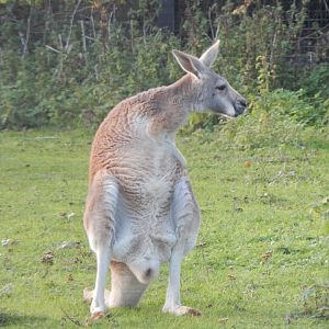 Red kangaroo 011125