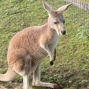 Red kangaroo 011125