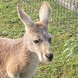 Red kangaroo 011125