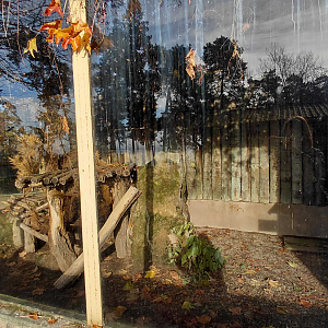 Serval outdoor exhibit #1