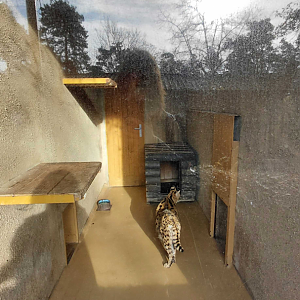 Serval indoor exhibit #1