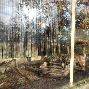 Serval outdoor exhibit #2