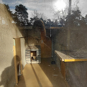 Serval indoor exhibit #2