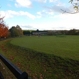 Hartmann's mountain zebra enclosure 011125
