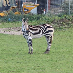 Hartmann's mountain zebra 011125