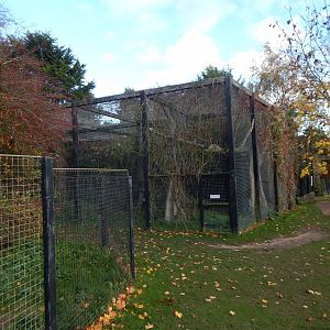 Aviary for Hooded vultures/Trumpeter hornbill 011125