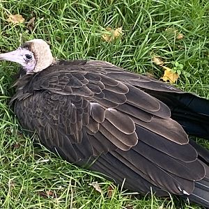Hooded vulture 011125