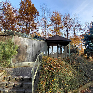 Geoffroy's cat exhibit