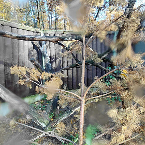 Geoffroy's cat outdoor exhibit #1