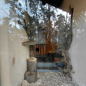 Geoffroy's cat indoor exhibit #1