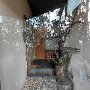 Geoffroy's cat indoor exhibit #2