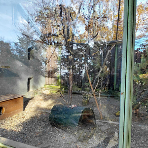 Geoffroy's cat outdoor exhibit #2