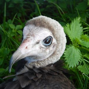 Hooded vulture 011125