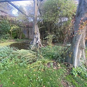 Aviary for Hooded vulture/Trumpeter hornbill 011125