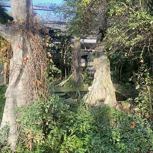 Aviary for Hooded vulture/Trumpeter hornbill 011125