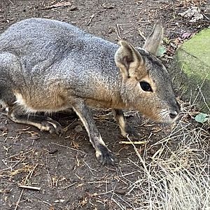 Patagonian mara 011125