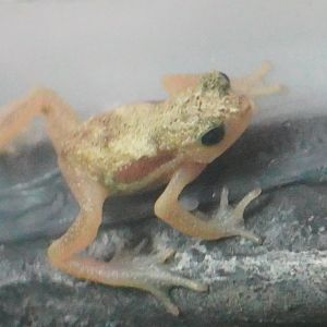 Kihansi Spray Toad